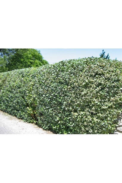 Елеагнус Еббінге використання в ландшафті